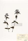 Houstonia canadensis Willd ]TAIM-H004599^