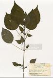 Laportea canadensis (L.) wedd ]TAIM-H004616^