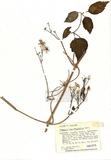 Clematis ligusticifolia Nutt. ]TAIM-H004621^