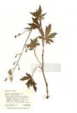 Aconitum columbianum Nutt. ]TAIM-H004628^