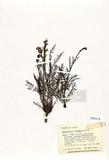 Pedicularis contorta Benth ]TAIM-H004641^