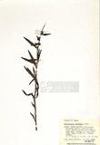 Pedicularis racemosa Dougl. （TAIM-H004642）