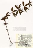 Lysimachia quadrifolia L. ]TAIM-H004655^