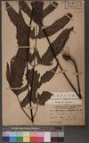Tectaria kwarenkoensis (Hayata) C. Chr. ὬTe