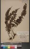 Asplenium cheilosorum Kunze ex Mett. ճK