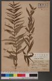 Asplenium vulcanicum Blume K