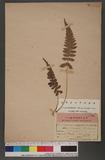 Lunathynium japonicum