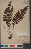 Monomelangium pullingeri (Bak.) Tagawa `\