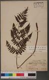 Cornopteris decurrenti-alatum (Hook.) Nakai s