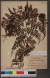 Dryopteris qudripimata Hayat