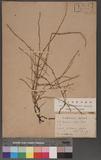 Equisetum ramosissimum Desf. subsp. debile (Roxb.) Hauke OW