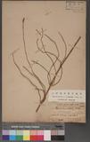 Equisetum ramosissimum Desf. subsp. debile (Roxb.) Hauke OW