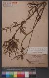 Lycopodium casuarinoides Spring 鸭۪Q