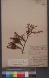 Lycopodium complanatum L. ( sensu lato ) al