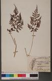 Cystopteris tenuisecta (Blume) Mett. ʬ`N