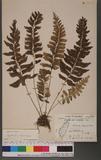 Asplenium obscurum Blume `ŸK