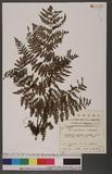 Acystopteris japonica