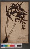 Asplenium macrophyllum