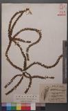 Lycopodium salvinioides (Hert.) Tagawa pK۪Q