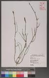 Equisetum ramosiss...