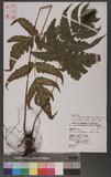 Tectaria subtriphylla (Hook. & Arn.) Copel. Te