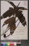 Tectaria kwarenkoensis (Hayata) C. Chr. ὬTe