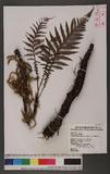 Diploblechnum fraseri (A. Cunn.) DeVol 