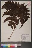 Tectaria coadunata (J. Sm.) C. Chr. [Te