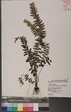 Asplenium cheilosorum Kunze ex Mett. ճK