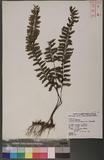 Asplenium cheilosorum Kunze ex Mett. ճK