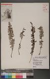 Asplenium laciniatum Don `K