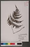 Cornopteris fluvialis (Hayata) Tagawa js