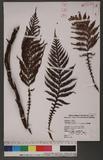 Diploblechnum fraseri (A. Cunn.) DeVol 