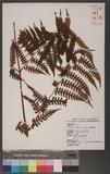 Pleocnemia rufinervis (Hayata) Nakai ߬𾦿