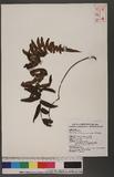Monomelangium pullingeri (Bak.) Tagawa `\