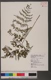 Cystopteris tenuisecta (Blume) Mett. 粗柄毛冷蕨