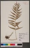 Asplenium vulcanicum Blume K