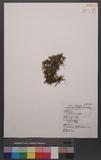 Lycopodium serratum Thunb. var. longipetiolatum Spring `dh