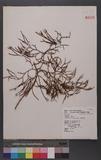 Lycopodium casuarinoides Spring 鸭۪Q