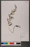 Asplenium tenuifolium Don K