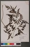 Cornopteris fluvialis (Hayata) Tagawa js