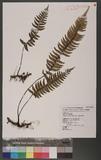 Asplenium cataractarum Rosenst rK