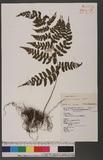 Athyrium erythropodum Hayata `\