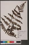 Cornopteris decurrenti-alatum (Hook.) Nakai s