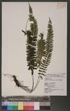 Asplenium cheilosorum Kunze ex Mett. ճK