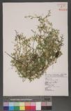 Selaginella remotifolia Spring f