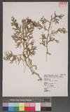 Selaginella doederleinii Hieron. ͮڨf