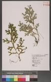 Selaginella doederleinii Hieron. ͮڨf