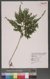 Selaginella mollendorffii Hieron. f