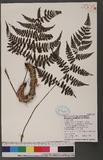 Cornopteris fluvialis (Hayata) Tagawa js